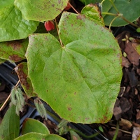 Epimedium x warleyense